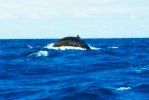 fiji  waters a whale